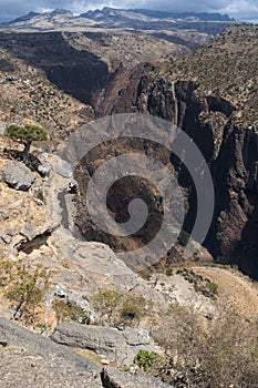 Socotra, island, Indian Ocean, Yemen, Middle East