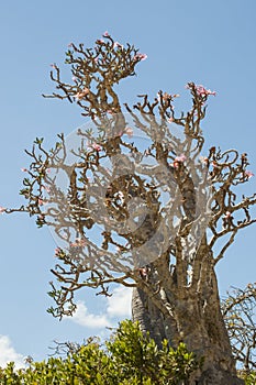 Socotra, island, Indian Ocean, Yemen, Middle East