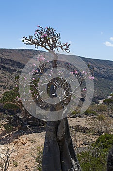 Socotra, island, Indian Ocean, Yemen, Middle East