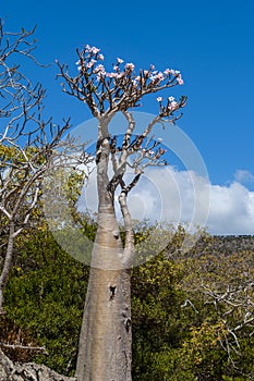 Socotra, island, Indian Ocean, Yemen, Middle East