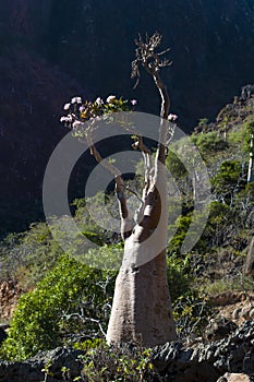 Socotra, island, Indian Ocean, Yemen, Middle East