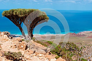 Socotra, overview from Homhil Plateau: Dragon Blood trees and the Arabian Sea
