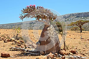 Socotra, Yemen, bottle trees (desert rose - adenium obesum) on Homhil plateau