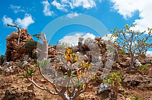 Socotra, Yemen, Bottle trees overview in the Dragon Blood trees forest, Homhil Plateau