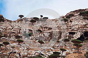 Socotra, Yemen, overview of the Dragon Blood Trees forest in Homhil Plateau