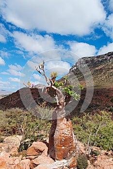 Socotra, Yemen, overview of the Dragon Blood Trees forest in Homhil Plateau