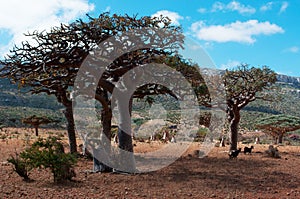 Socotra, Yemen, overview of the Dragon Blood Trees forest in Homhil Plateau