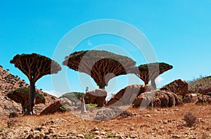 Socotra, Yemen, overview of the Dragon Blood Trees forest in Homhil Plateau