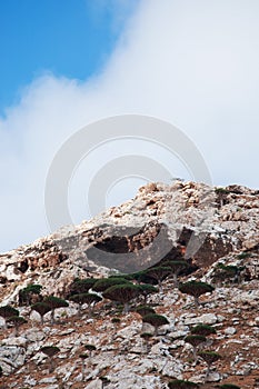 Socotra, Yemen, overview of the Dragon Blood Trees forest in Homhil Plateau