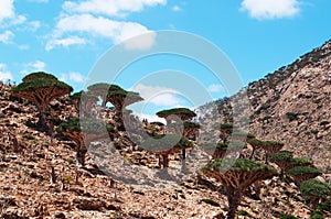 Socotra, Yemen, overview of the Dragon Blood Trees forest in Homhil Plateau