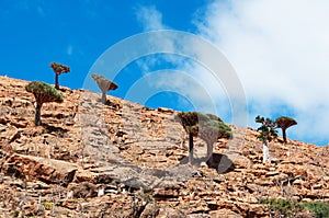 Socotra, Yemen, overview of the Dragon Blood Trees forest in Homhil Plateau