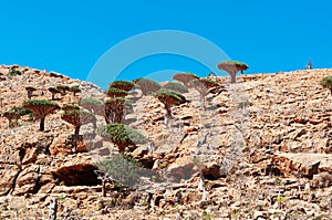 Socotra, Yemen, overview of the Dragon Blood Trees forest in Homhil Plateau