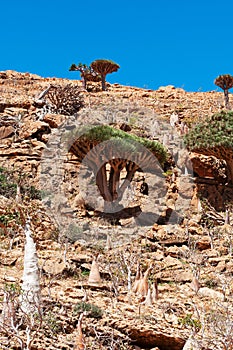 Socotra, Yemen, overview of the Dragon Blood Trees forest in Homhil Plateau