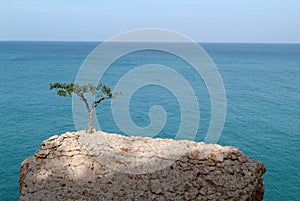 Socotran Frankincense tree at Socotra island