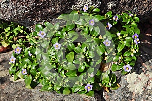 Socotran Violet endemic of Socotra Island