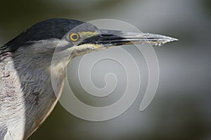 Socozinho is a bird of the order Pelecaniformes of the Ardeidae family