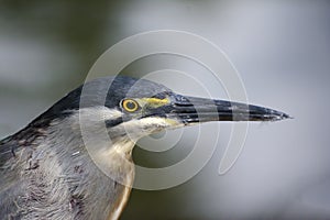 Socozinho is a bird of the order Pelecaniformes of the Ardeidae family