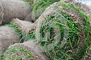 Sod Roll