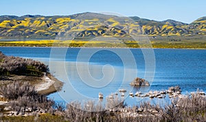 Soda Lake full of water, and wildflowers bloom at Carrizo Plain, central California