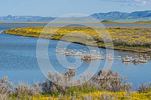 Soda Lake full of water, and wildflowers bloom at Carrizo Plain, central California