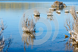 Soda Lake,the largest remaining natural alkali wetland in southern California. Lake concentrates salts as water is evapoarted away