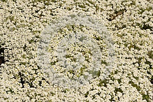 Soddy saxifrage, Saxifraga cespitosa bloom in the garden