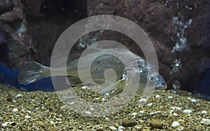 Sodier croaker fish in aquarium. Wildlife animal