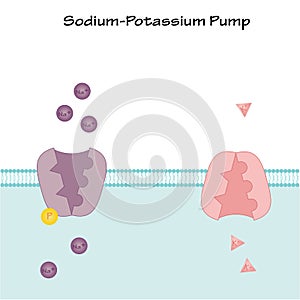 Sodium Potassium Pump