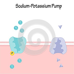 Sodium Potassium Pump