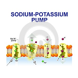 Sodium-potassium pump