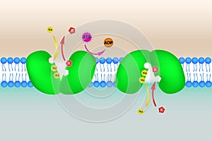 Sodium potassium pump illustration