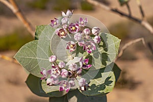 Sodom Apple Flowers