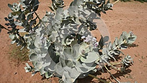 Sodom`s Apple blowing in the wind in the sand in the United Arab Emirates. Calotropis procera