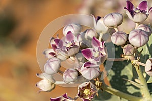 Sodom`s Apple Calotropis procera very close up purple desert flower on right, blurred sand on left