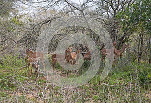 Impla/ Sodwana Bay National Park photo