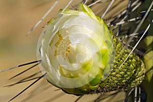 Soehrensia spachiana flower. In the Atacama Desert