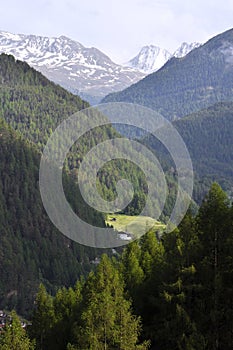 Soelden Forest, Oetztal Valley, Austria