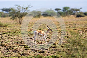 Soemmerring\'s gazelle, Nanger soemmerringii, Ethiopia wildlife animal