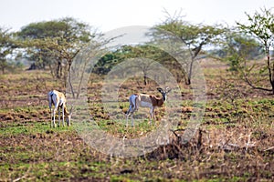 Soemmerring\'s gazelle, Nanger soemmerringii, Ethiopia wildlife animal