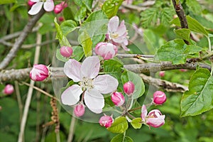 sof pink crab apple flowers and buds in spring - malus