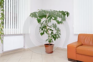 Sofa and a ficus in a pot against a colored wall