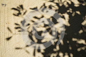 Soft abstract natural pattern of big tree shadow on light brown sand surface road of temple ground with light car tyre track