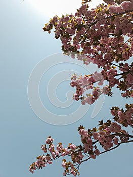 Soft airy pink Japanese sakura in bloom