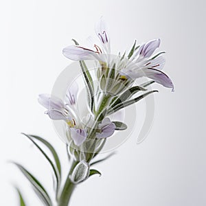 Soft And Airy Small Flower On Stem Against White Background