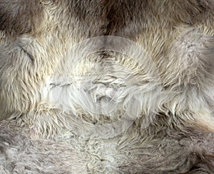 Soft animal fur natural colors background texture grey white wool colors, soft hair modern retro design