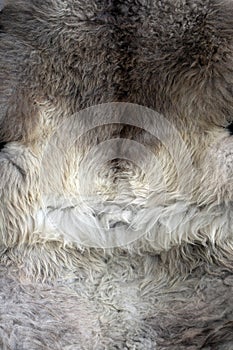 Soft animal fur natural colors background texture grey white wool colors, soft hair modern retro design