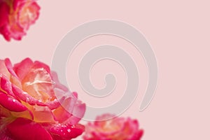 Soft background with beautiful pink spring roses