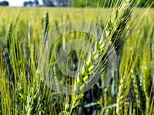 Soft background of fresh green barley field and crop ear close up