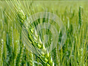 Soft background of fresh green barley field and crop ear close up