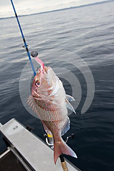 Soft Bait Snapper Fishing